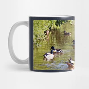 Ducks - water birds Mug